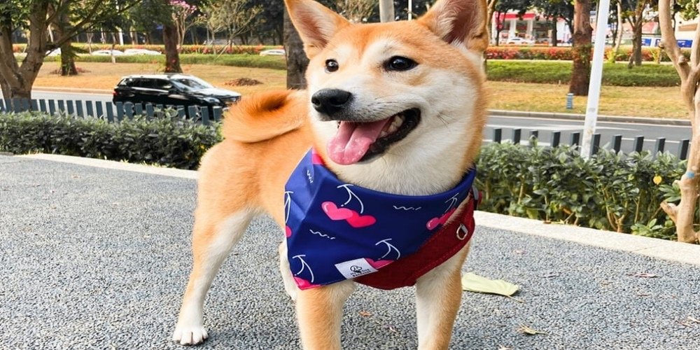 How Do You Tie A Bandana Over Your Dog's Neck?