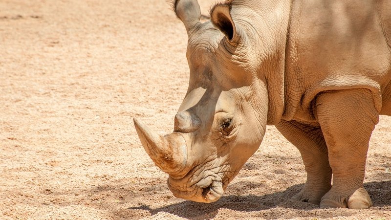 World's oldest white rhino dies in Italian zoo